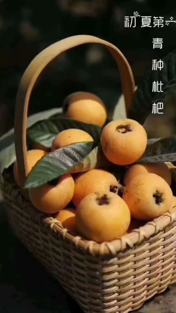 西山青种枇杷